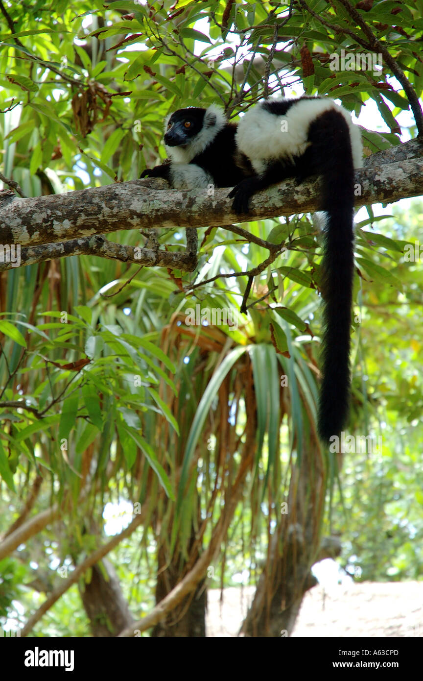 Schwarz und weiß Ruffed Lemur Varecia Variegata Variegata in der wilden Ile Aux Nattes Nosy Nato Madagaskar Stockfoto