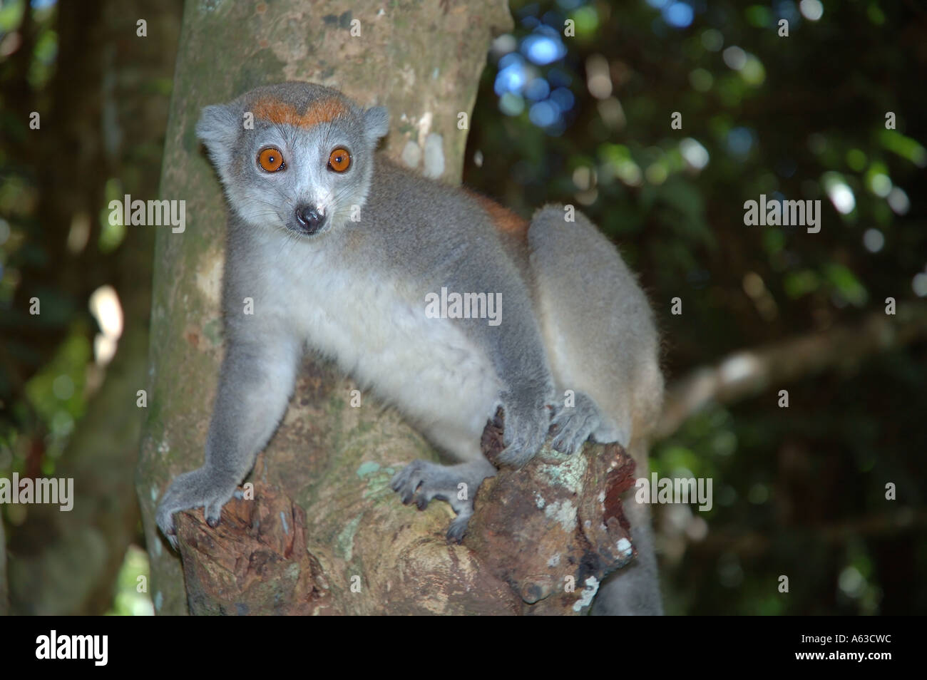 Weibliche gekrönte Lemur Eulemur Coronatus Parc Ivoloina Madagaskar aufgeführt als gefährdet zum Aussterben von IUCN Stockfoto