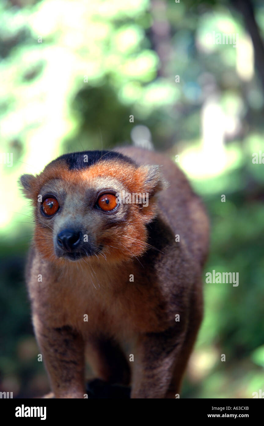 Männliche gekrönte Lemur Eulemur Coronatus Parc Ivoloina Madagaskar aufgeführt als gefährdet zum Aussterben von IUCN Stockfoto