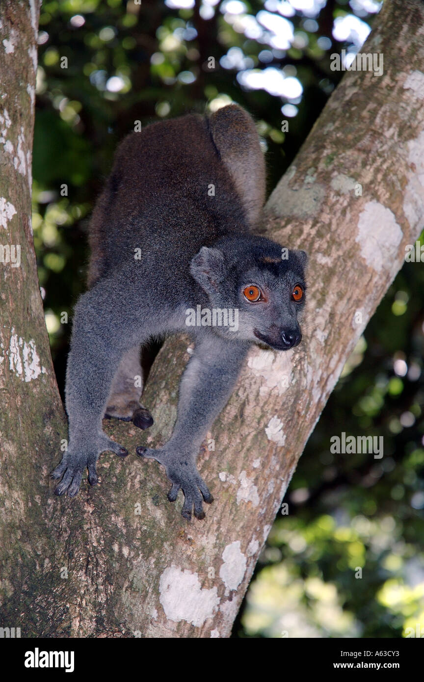 Männliche gekrönte Lemur Eulemur Coronatus Parc Ivoloina Madagaskar aufgeführt als gefährdet zum Aussterben von IUCN Stockfoto