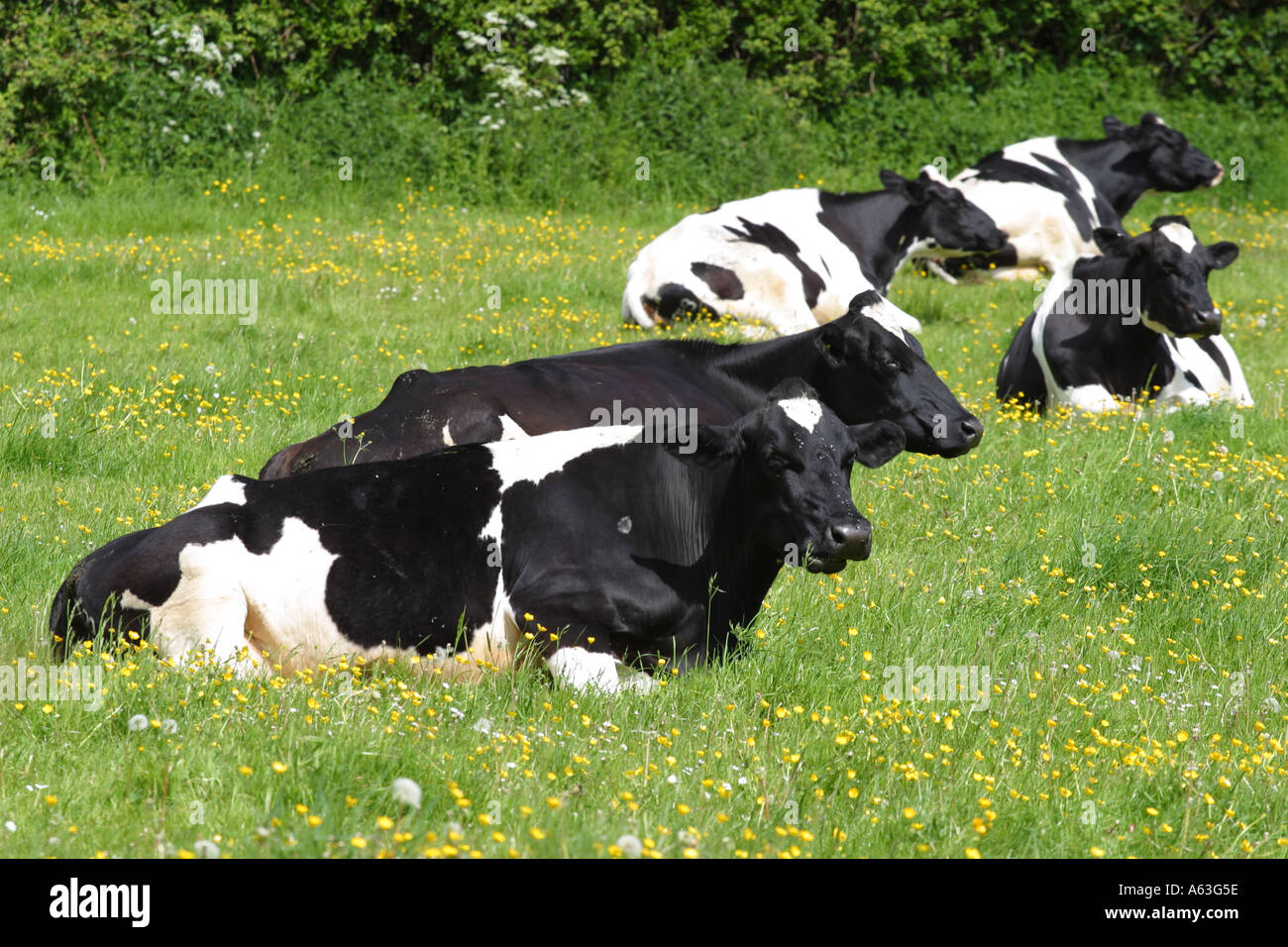 Milchkühe Hahnenfuß im Rasen im Sommer Somerset England Essen Stockfoto