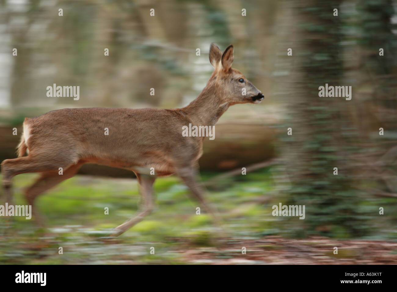 Rehwild Doe läuft durch den Wald Stockfoto