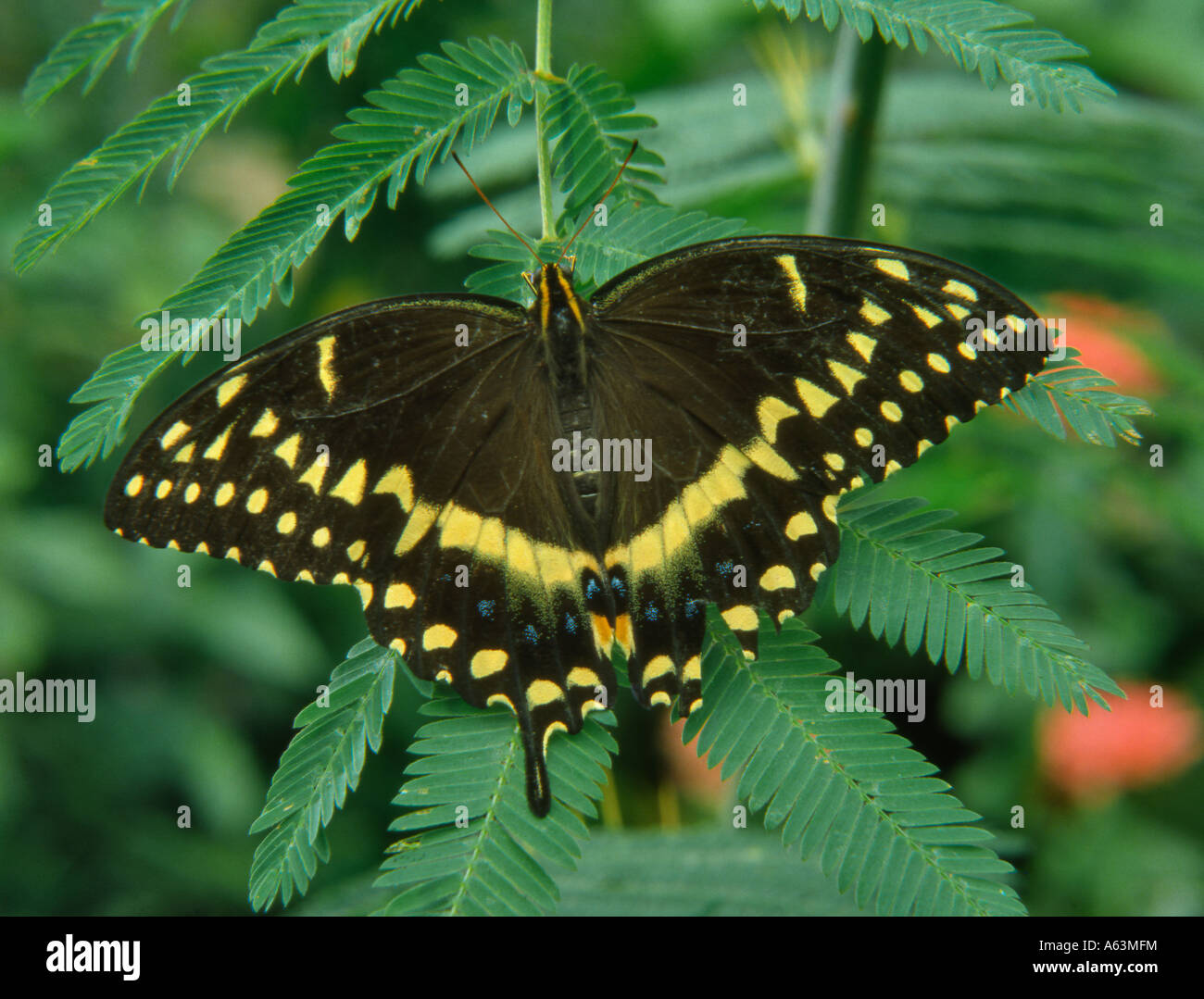 Palmedes Schwalbenschwanz Schmetterling (Papilio Trojas) ursprünglich aus den USA und Mexiko Stockfoto