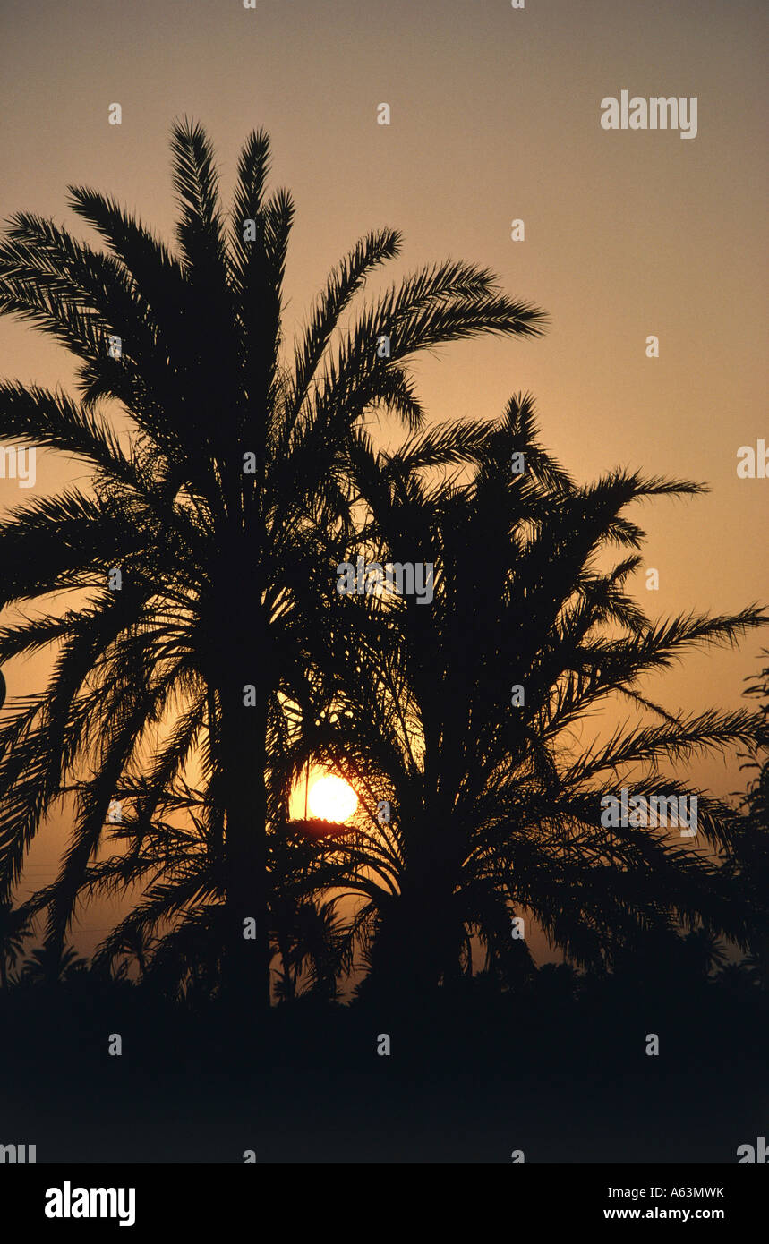 Palmen im Sonnenuntergang Insel Djerba Tunesien Stockfoto