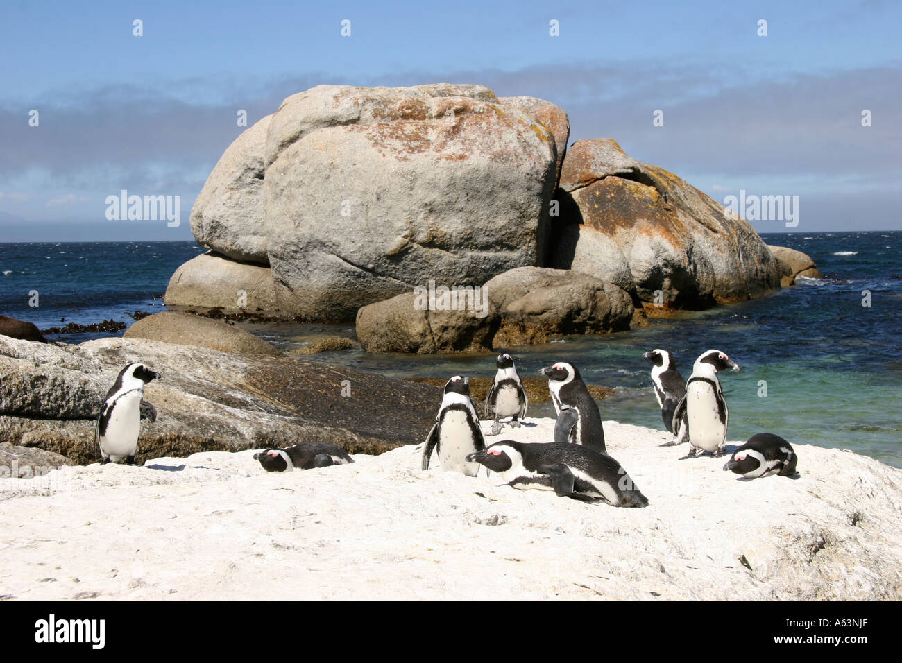 Kaiserpinguine (Aptenodytes Forsteri) am Strand Stockfoto