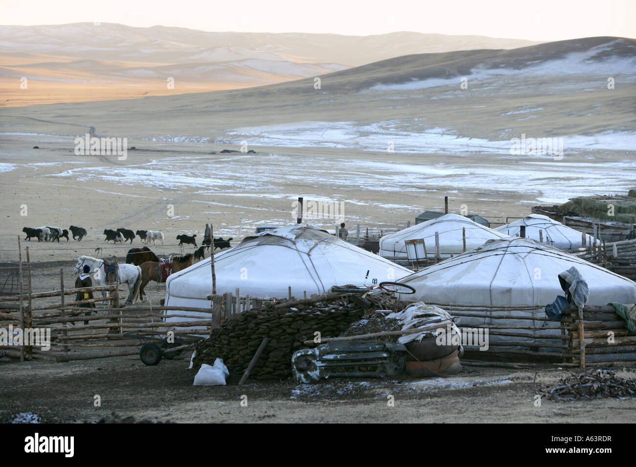 Mongolei - Nomad Gers und Tiere im Winter-Camp in der stepps Stockfoto