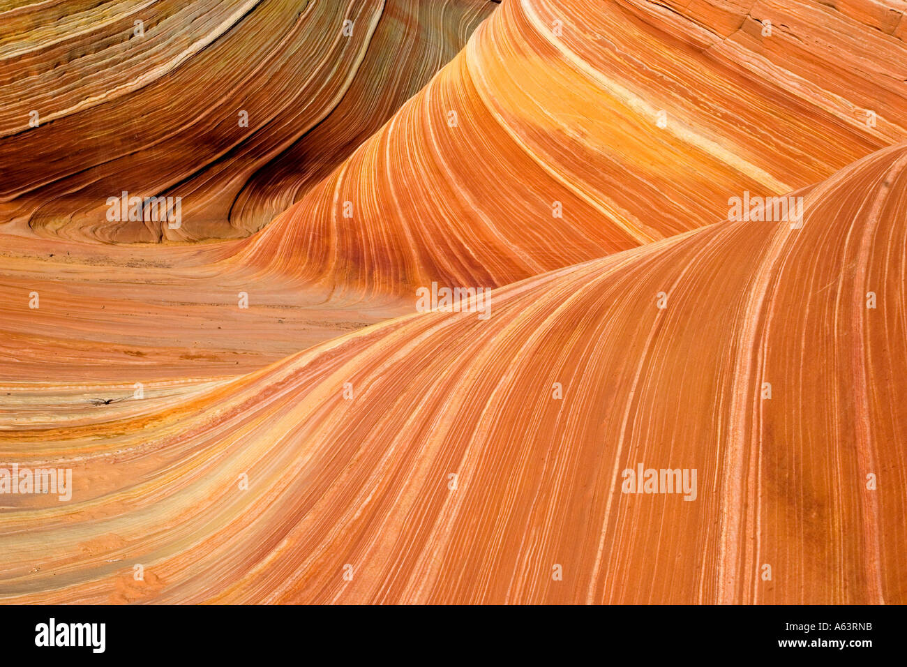 "Die Welle" im Paria Canyon Stockfoto