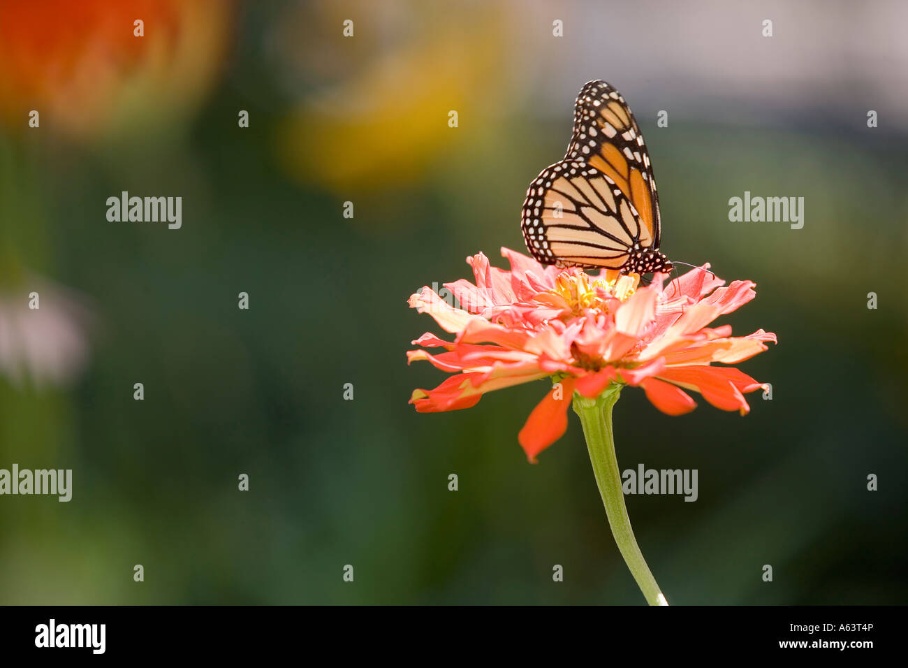 Monarchfalter auf eine Zinnia Blume Stockfoto