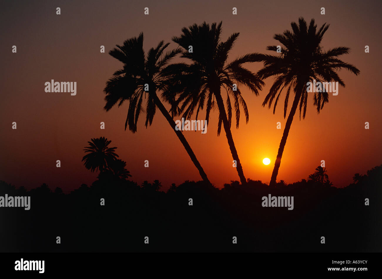 Palmen im Sonnenuntergang Insel Djerba Tunesien Stockfoto