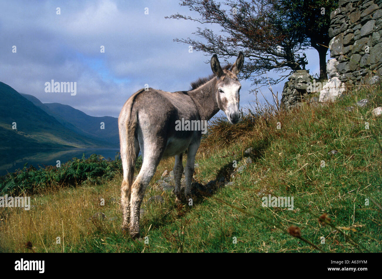 Porträt der Esel Region Connemara Grafschaft Galway Provinz Connacht Irland Stockfoto