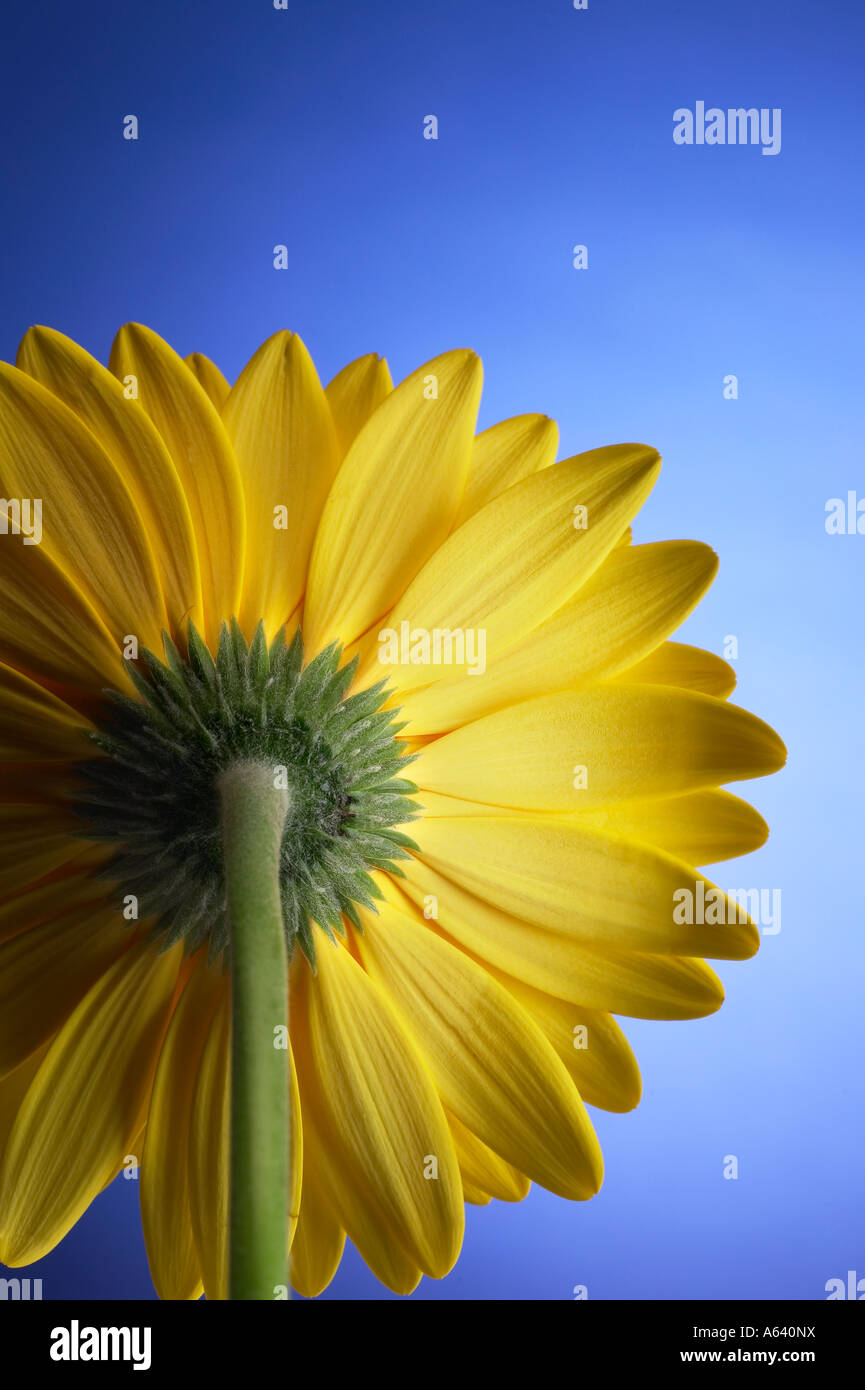 Detail der Rückseite gelb Gerber Daisy Blütenblätter hinter Atelier-Stillleben Stockfoto