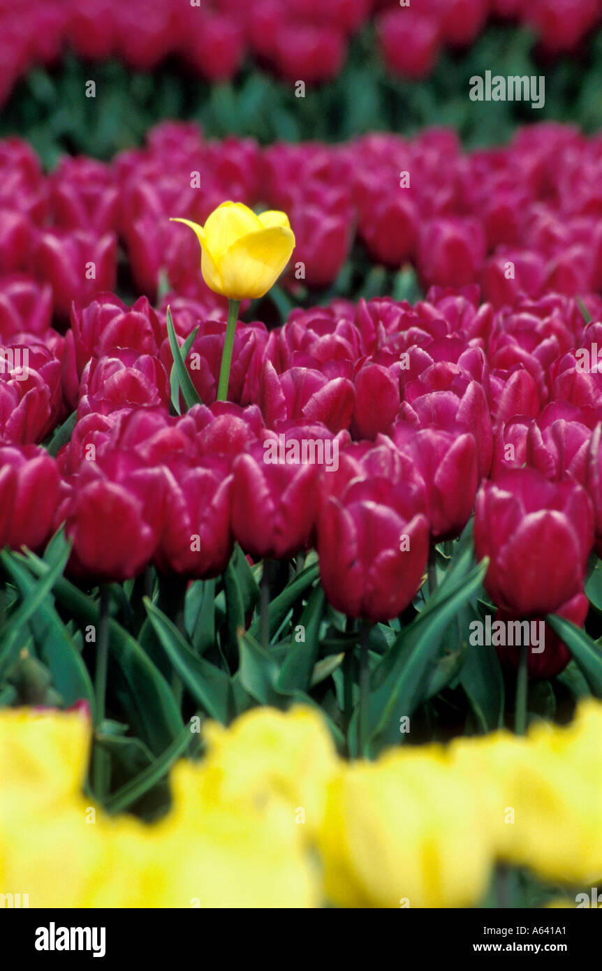 Strong Gold im Gegensatz zu Purple Prince Tulpen Tulpe Stockfoto