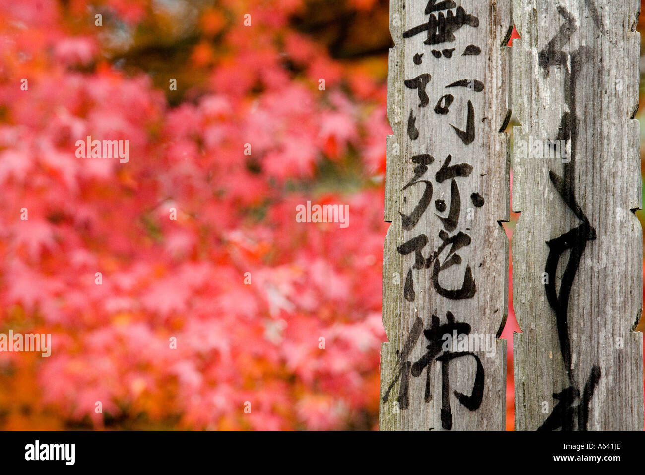 Japan, Kyoto, Ahorn-Blätter und Friedhof memorial Stockfoto