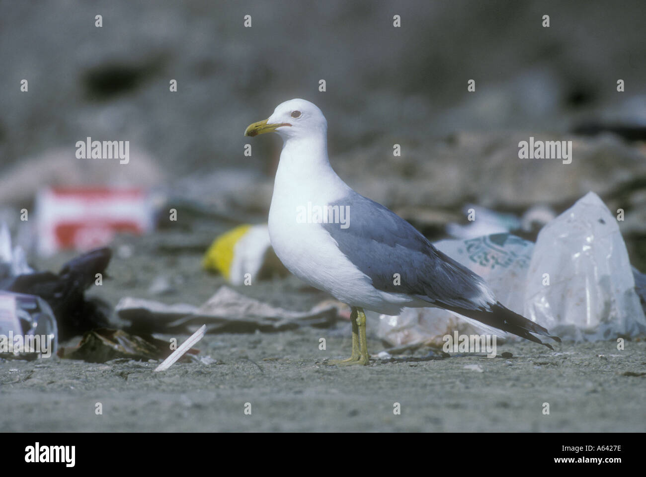 CALAFORNIA GULL Larus californicus Stockfoto