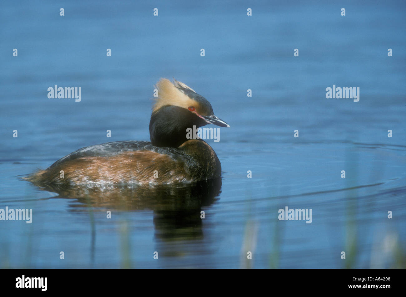 SLAWONISCHE HAUBENTAUCHER Podiceps auritus Stockfoto