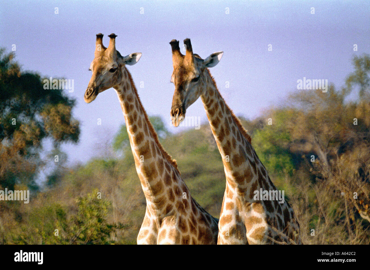 2 junge Giraffen in Botswana Stockfoto
