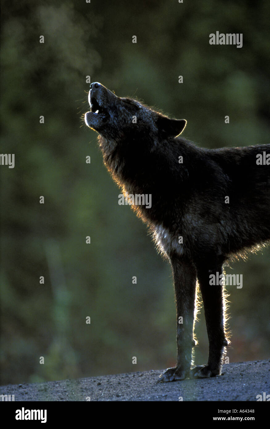 Wolf schwarze Phase Gray Wolf heulen Wild im Denali Nationalpark, Alaska Stockfoto