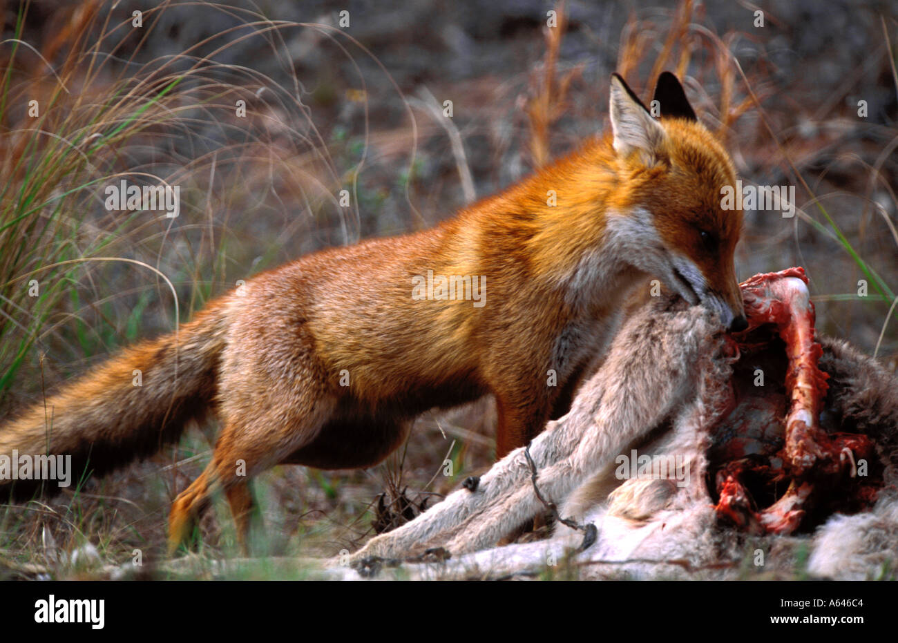 Rotfuchs Vulpes Vulpes Am Strassenrand Essen Kanguru Stockfotografie Alamy