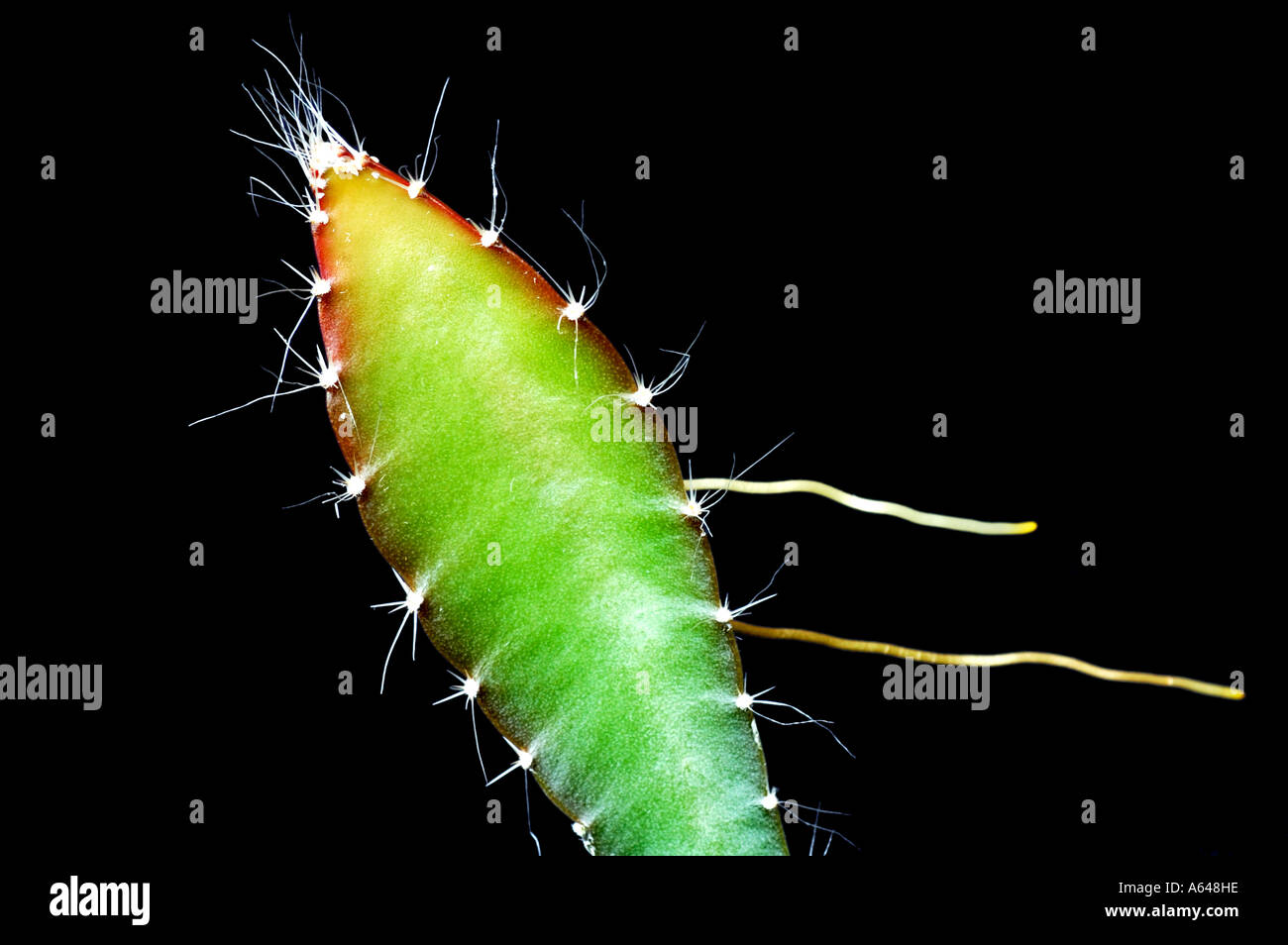 Drachenfrucht pflanze -Fotos und -Bildmaterial in hoher Auflsung  Alamy