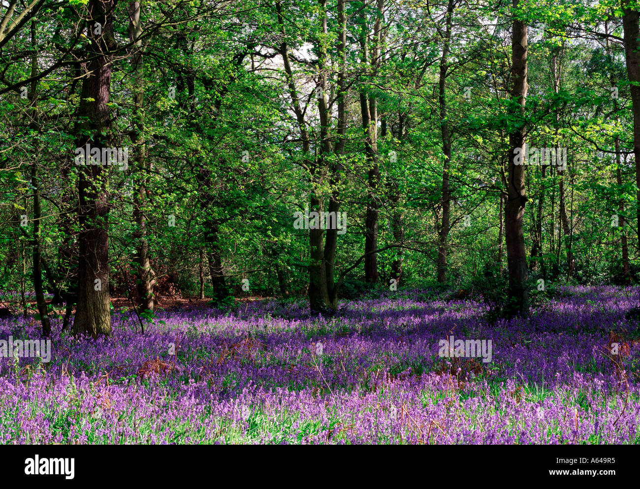 Glockenblumen in Temple Newsam Park in der Nähe von Leeds, West Yorkshire Stockfoto