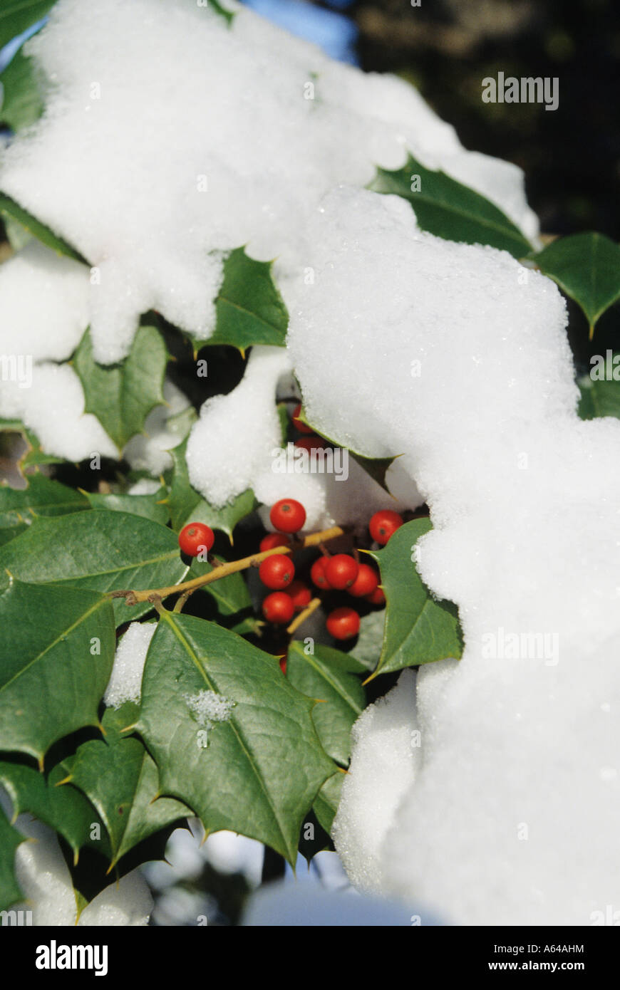 Christmas Holly Berry Strauch mit vielen roten Beeren mit frischem Schnee bedeckt Stockfoto