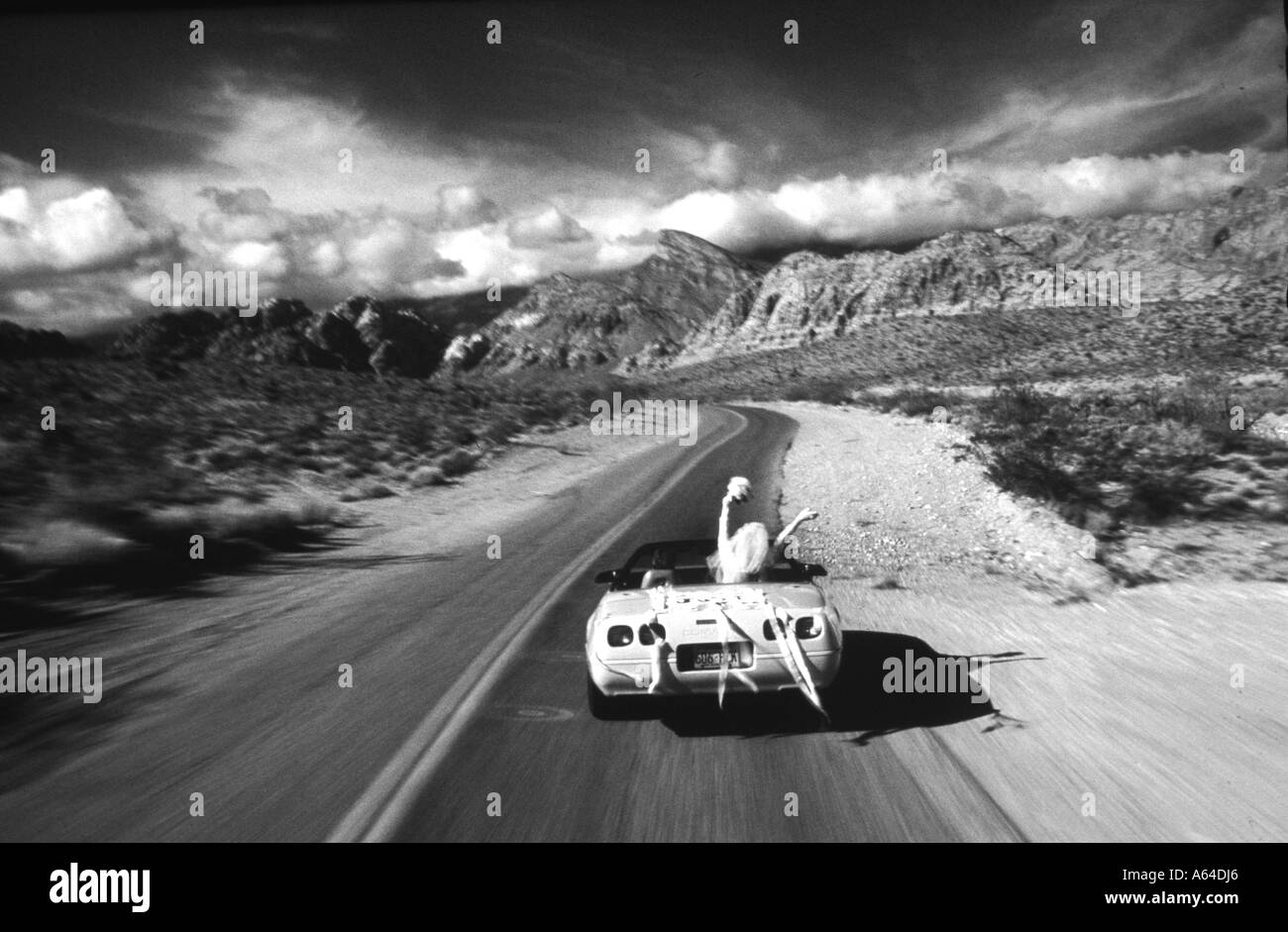 Schwarzweiß-Foto einer frisch verheirateten überschwänglichen Braut und Bräutigam fahren in ihrer neuen roten Cabriolet Corvette durch die Wüste Red Rocks Highway Stockfoto