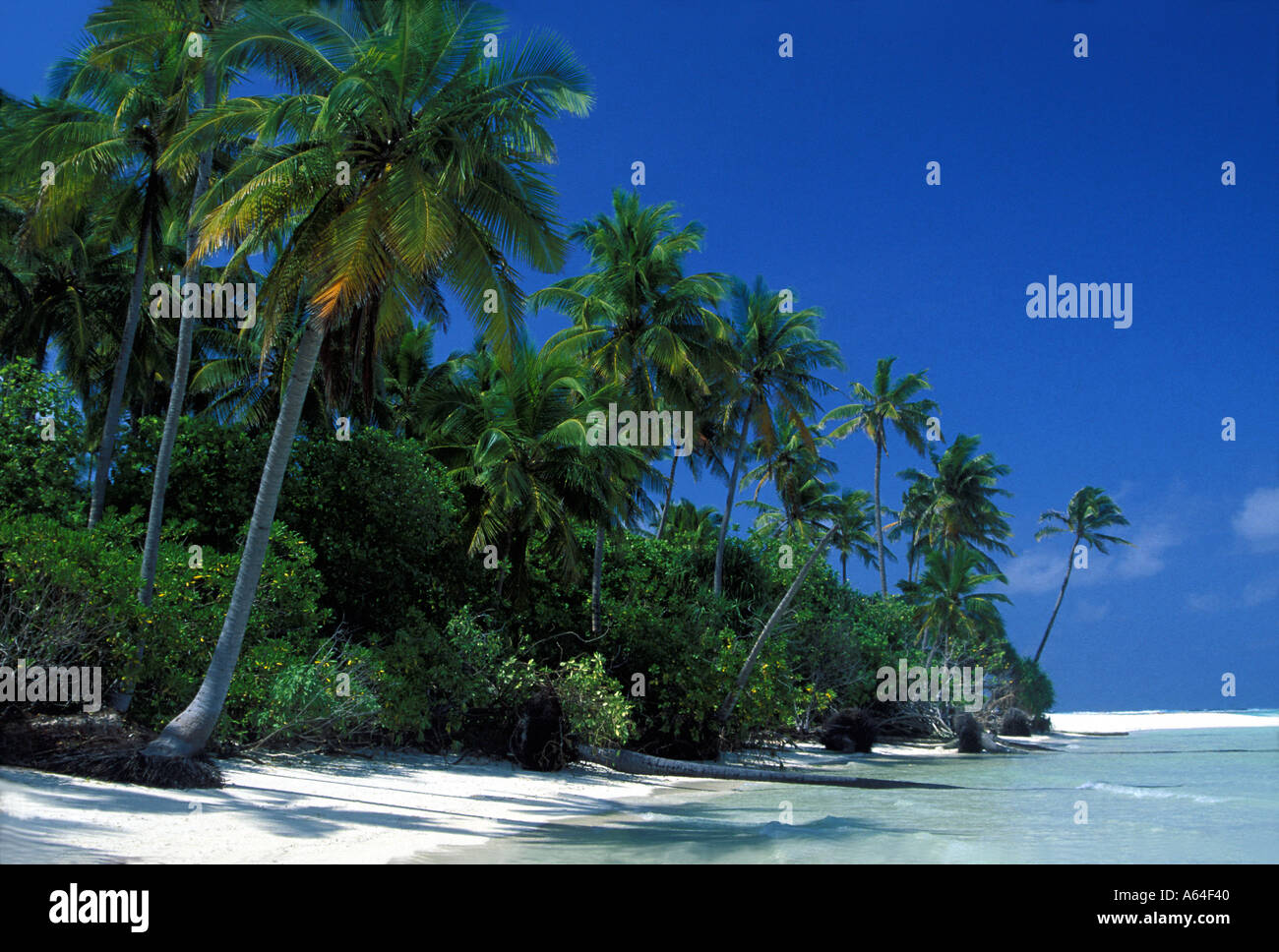 tropische Strände mit Kokospalmen Malediven Stockfoto