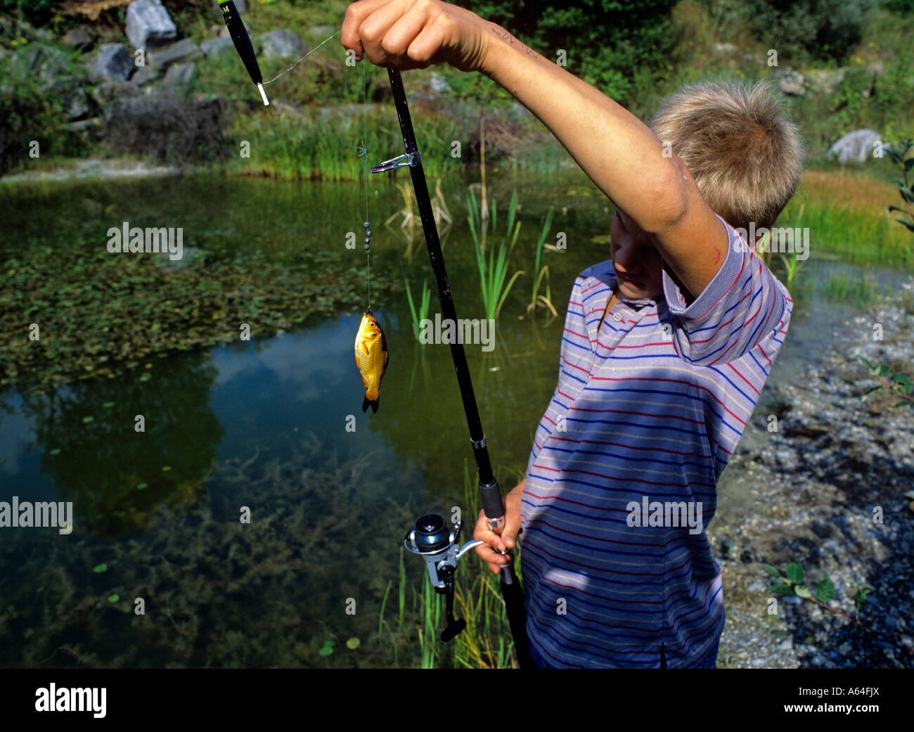 Porträt eines jungen illegalen dargelegt Goldfische in lokalen Biotop Fang Lebensraum Schweiz Stockfoto