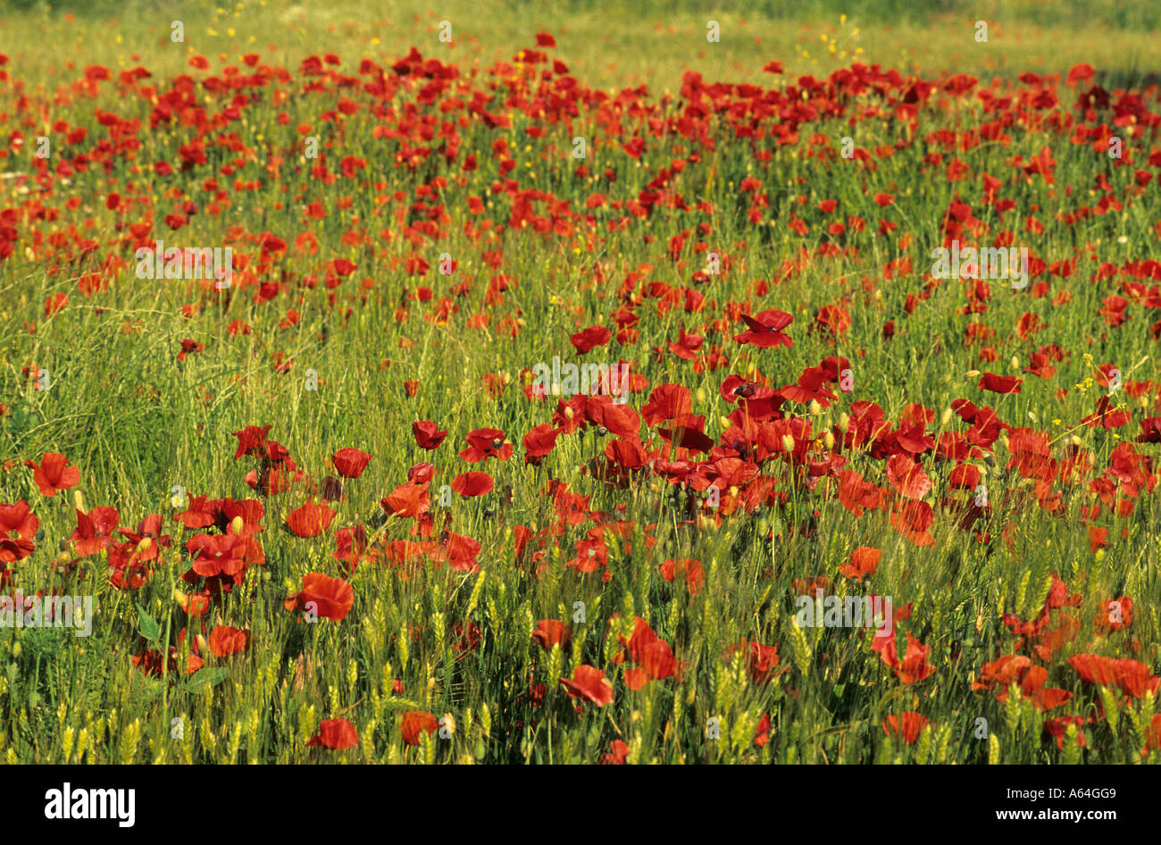 Wiese mit Mohn Blumen auf der Insel Samothraki, Griechenland Stockfoto