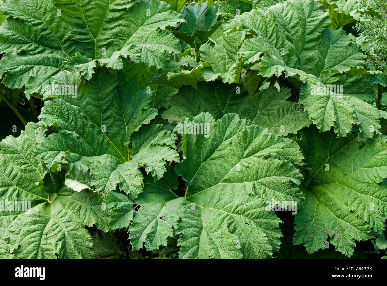 Gunnera (Gunnera Manicata) Stockfoto