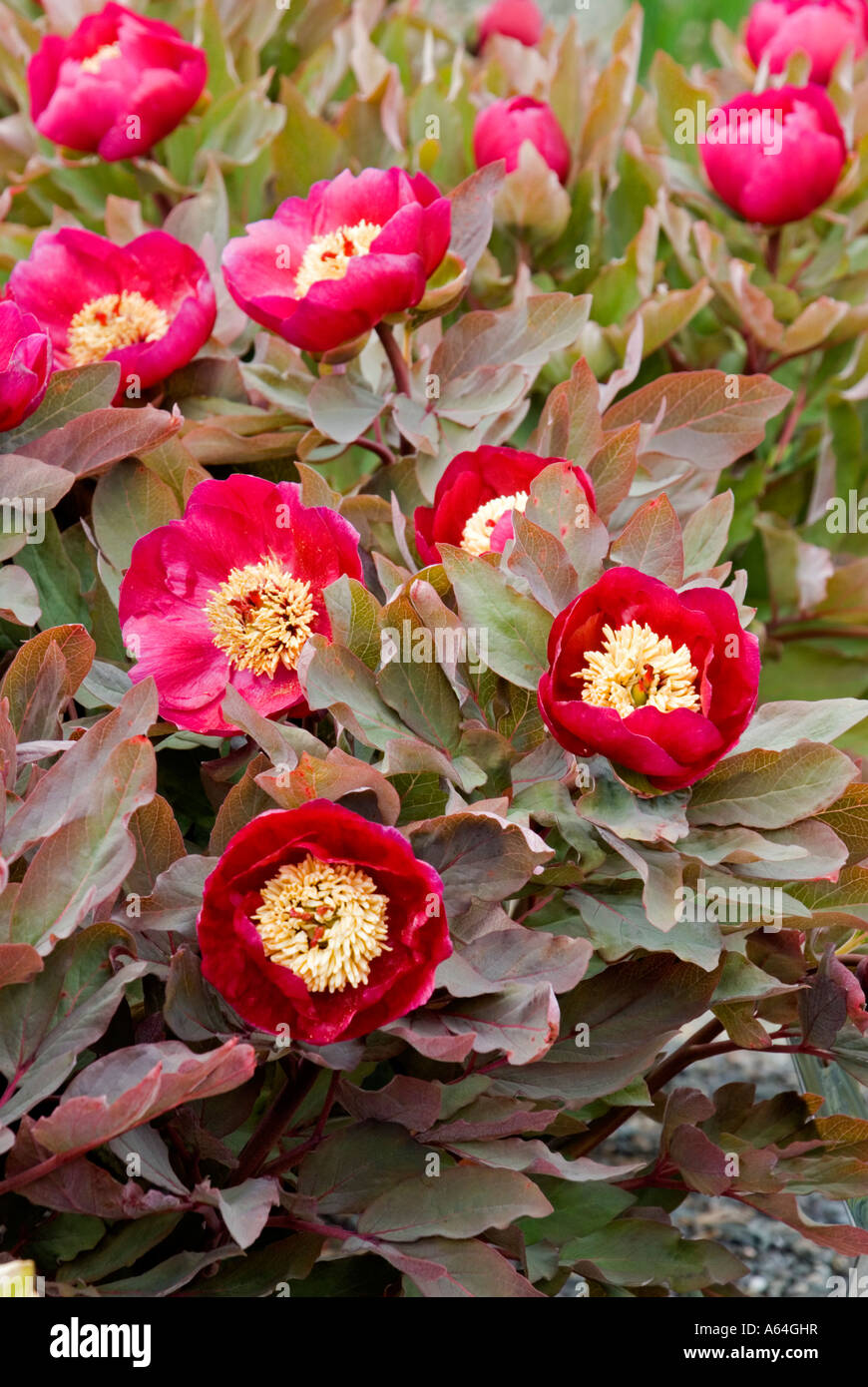 Türkische Paeony (Paeonia Turcica) Stockfoto