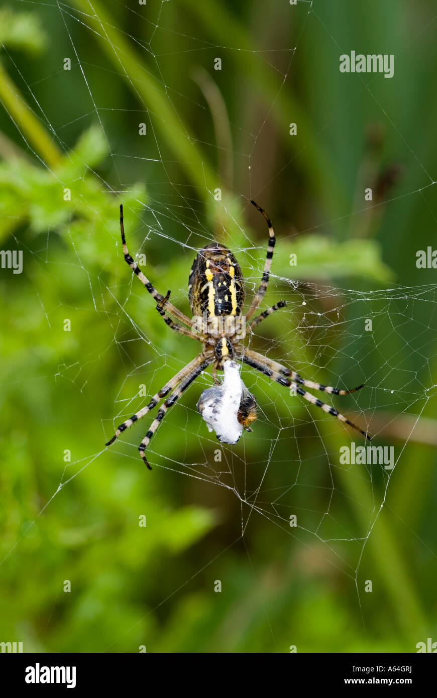 Wasp Spider (Argiope Bruennichi) mit Beute. Wetland Centre Barnes London 2006 Stockfoto