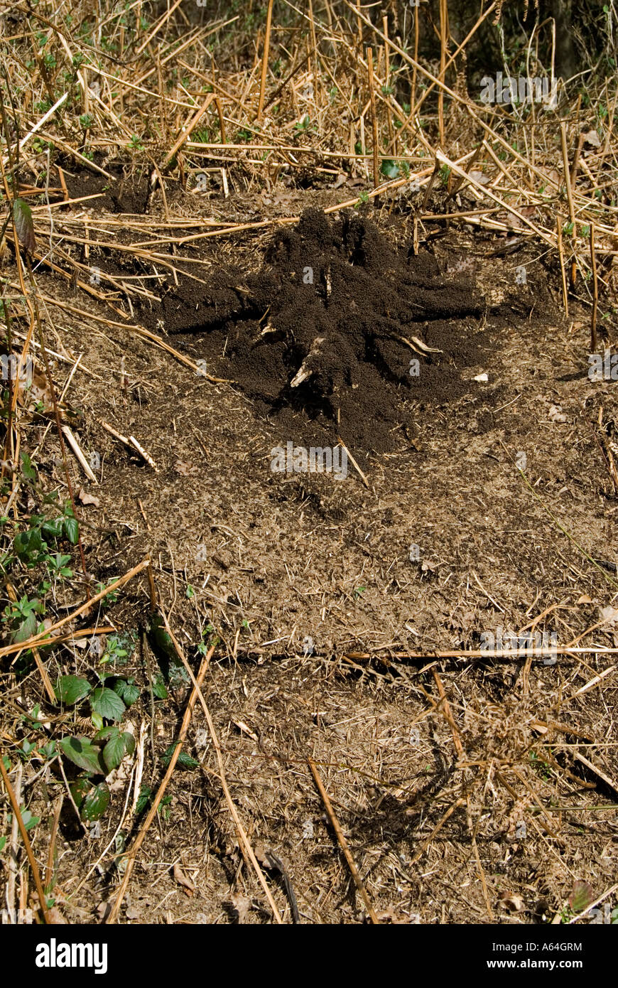 Holz-Ameisen (Formica Rufa) New nisten in Wäldern, Frühling Stockfoto