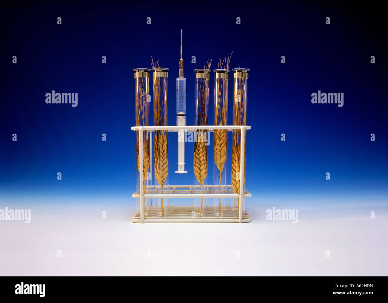 Ohren und Spritze in Testtubes Symbolik für Biotechnologie und Design Essen Stockfoto