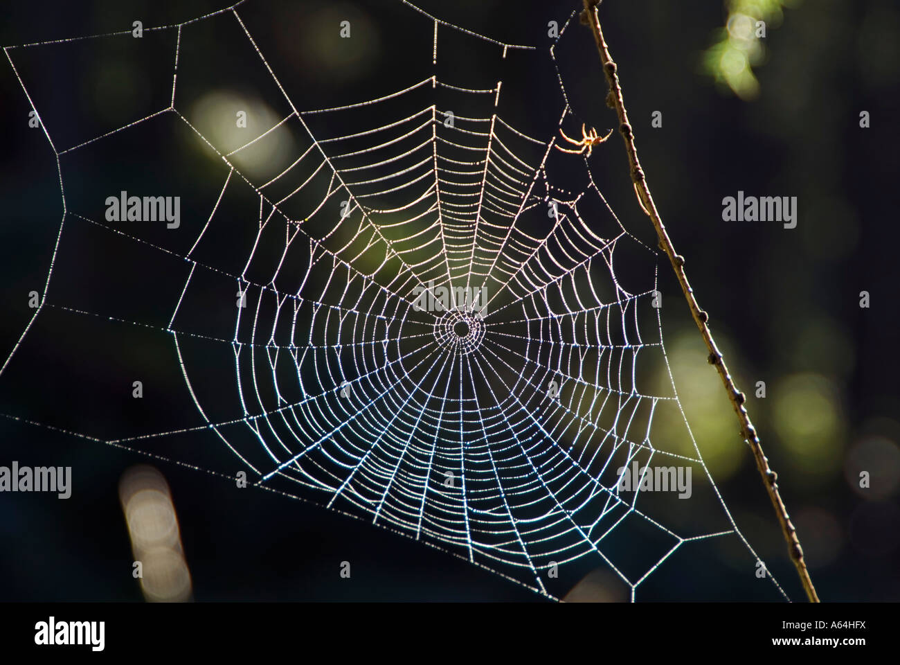 Eine Spinne und it, s Web in am frühen Morgen Sonnenschein getaucht. Stockfoto