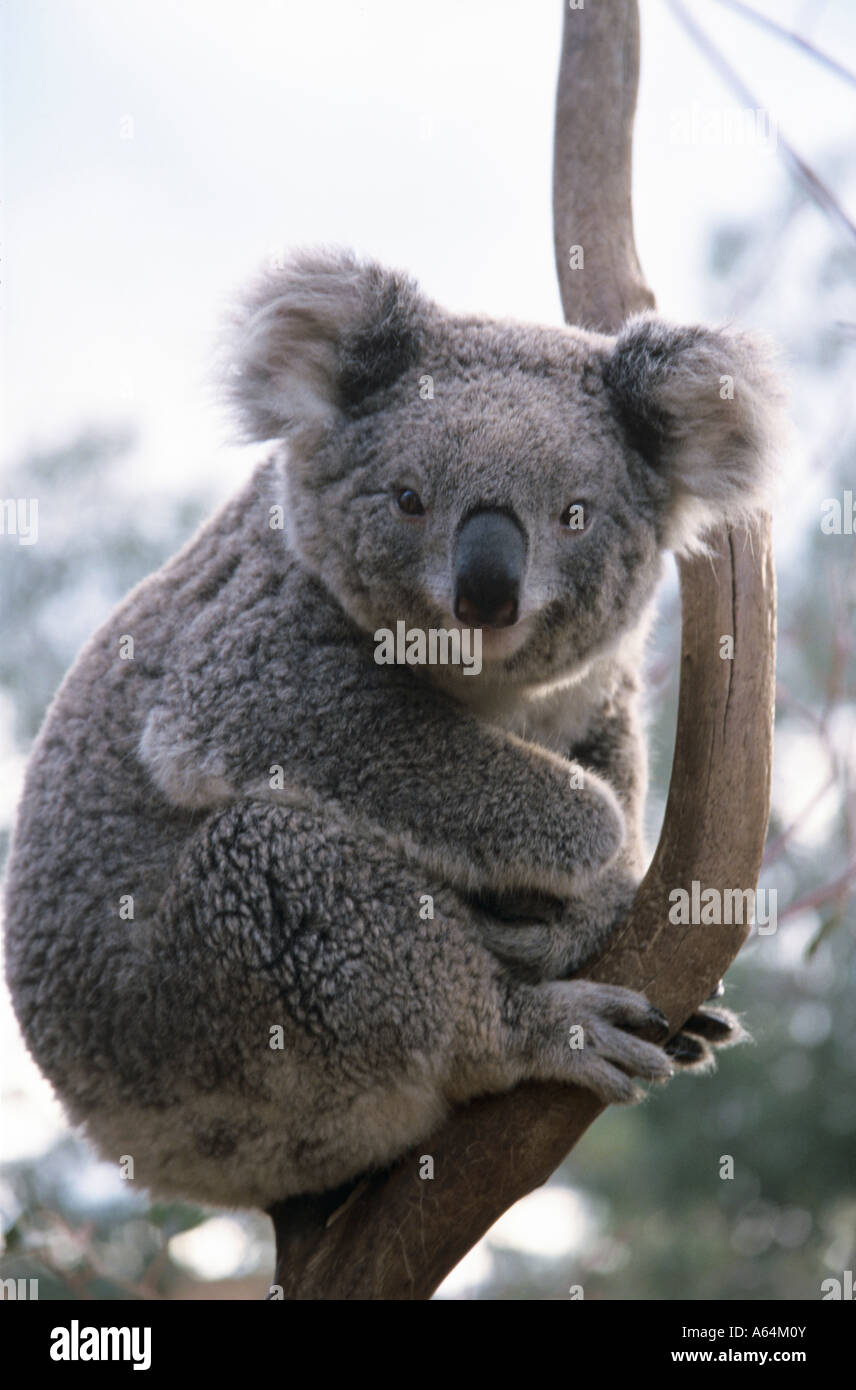 Koala im Ast sitzen Stockfoto