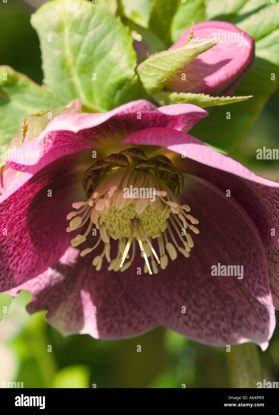 Schuss von rosa Nieswurz Blüte 'Helleborus Orientalis' hautnah Stockfoto