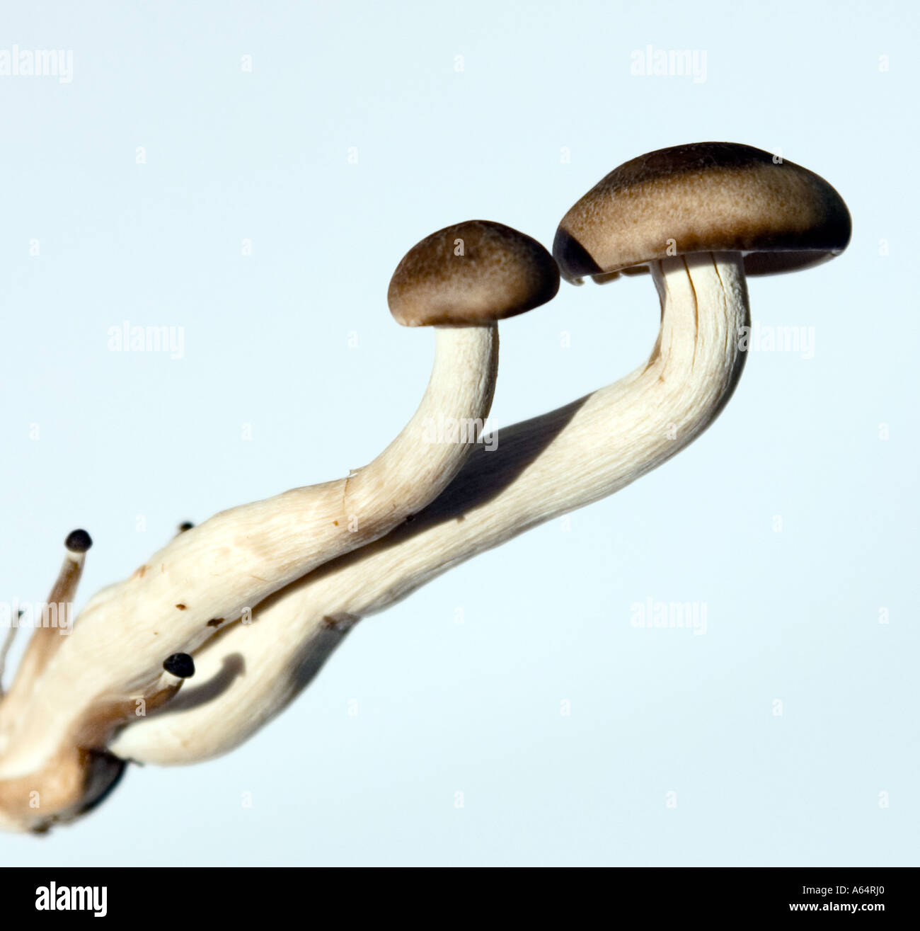 Studioaufnahme von essbaren Pilzen hautnah. Stockfoto
