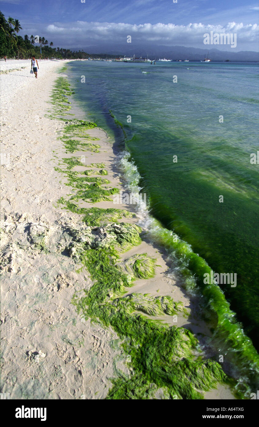 Philippinen Boracay Umweltverschmutzung Algenblüte Einzahlung am White Beach verursacht durch Abwasser outfall Stockfoto