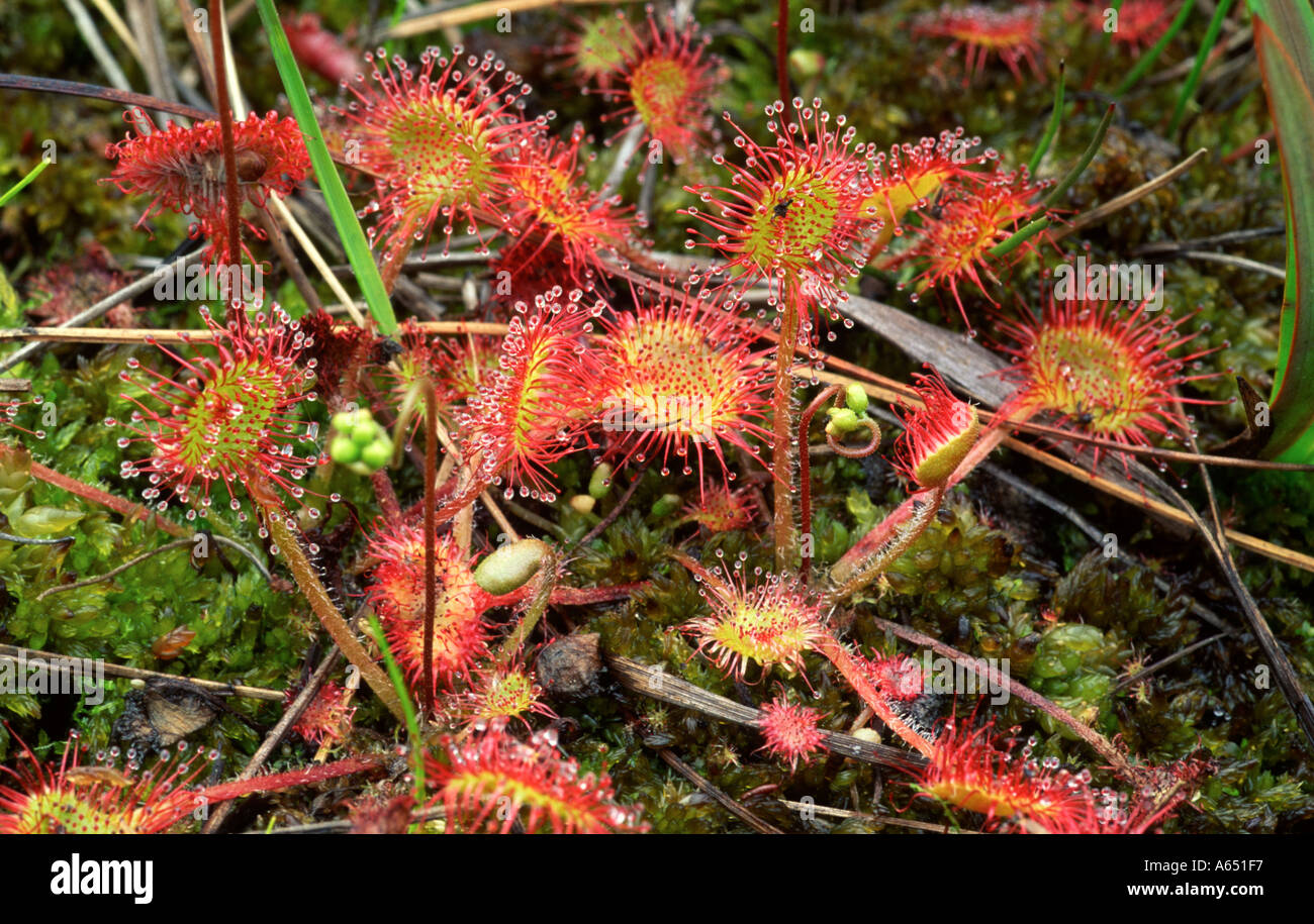 Gemeinsamen Sonnentau Drosera Rotundifolia Thursley gemeinsamen Stockfoto