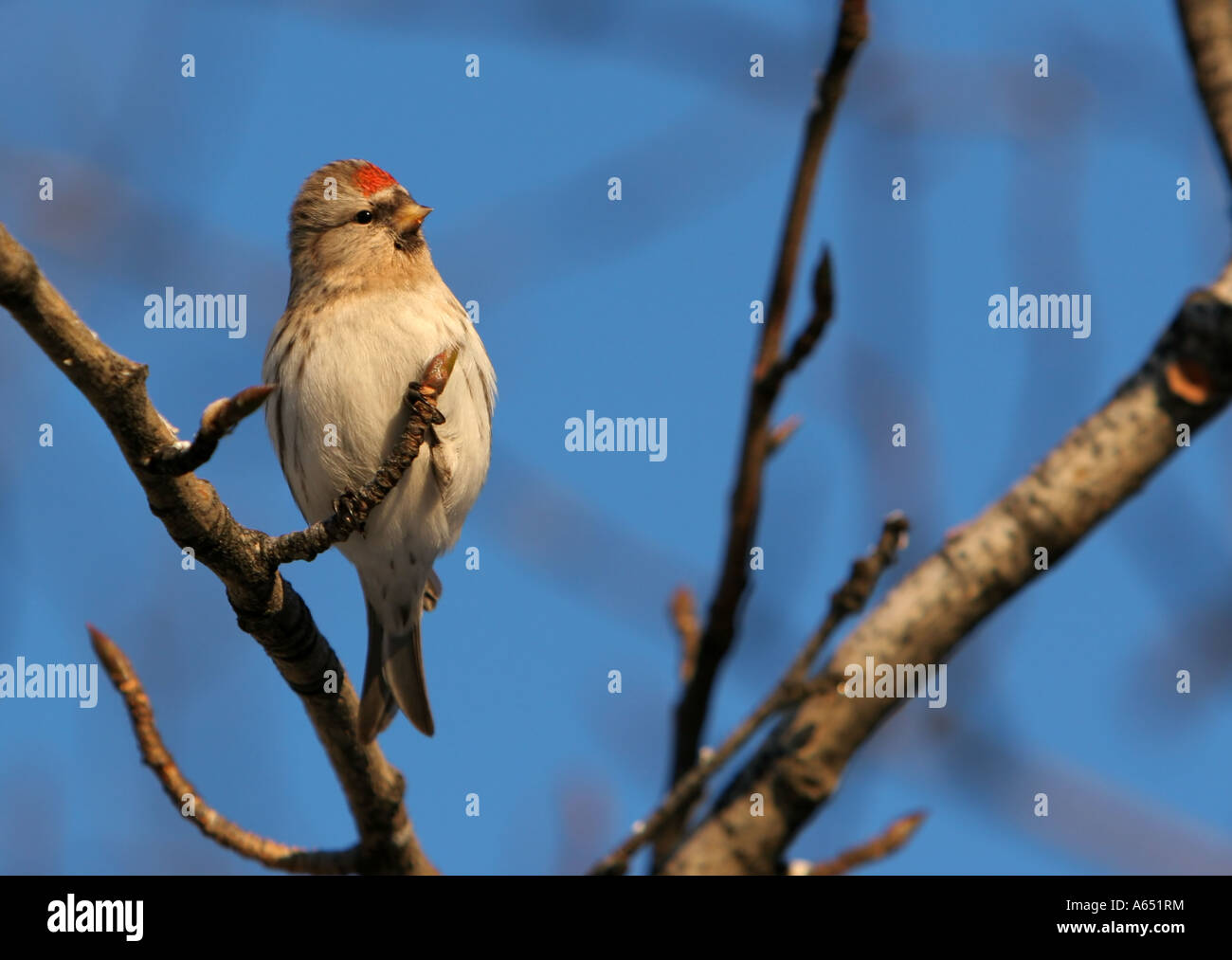 Ein Hoary Redpoll (Zuchtjahr Hornemanni) im Baum, Fairbanks, Alaska. Stockfoto