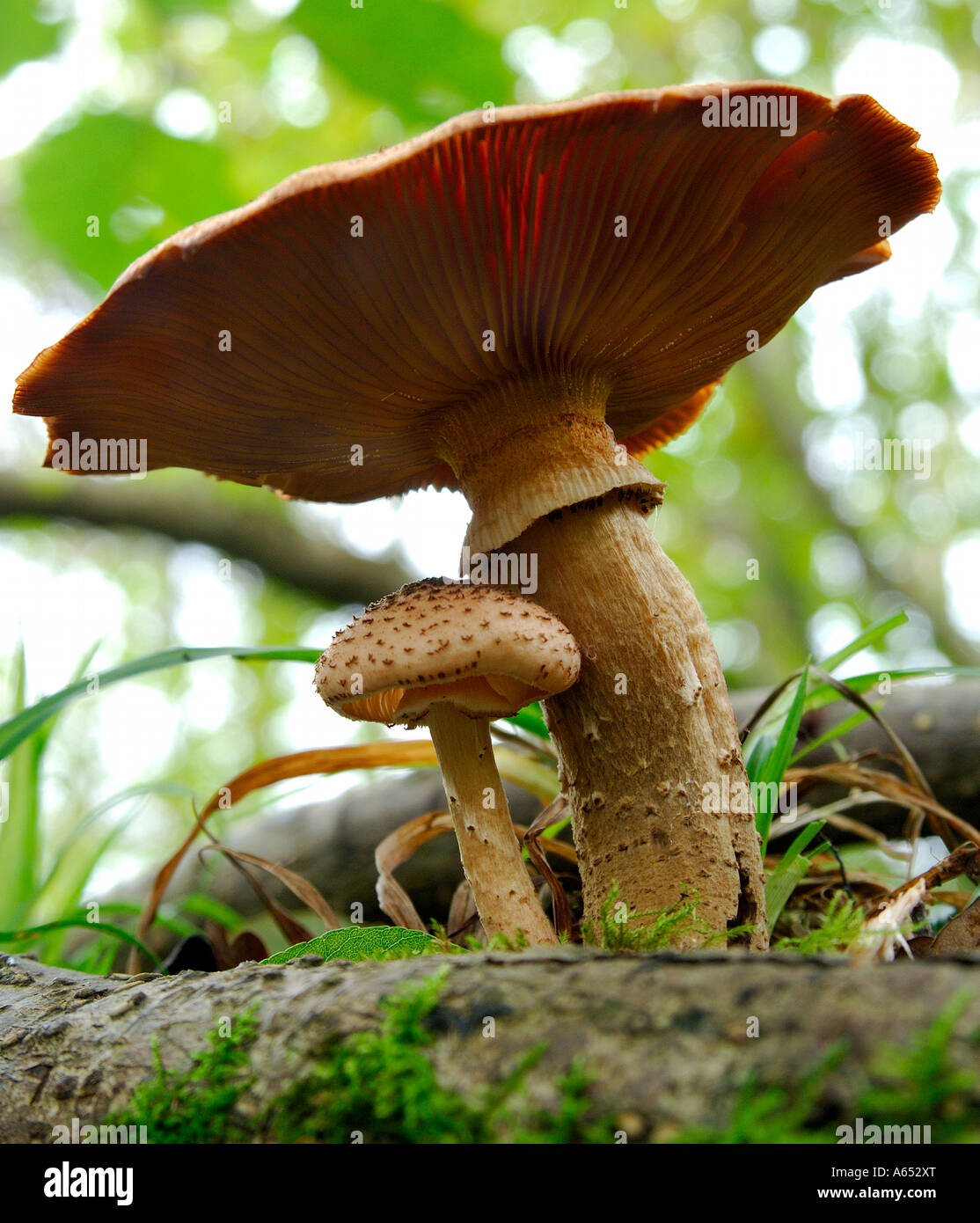 Zwei mittelgroße Pilze unbekannten Typs in verschiedenen Stadien der Entwicklung wächst auf einem Waldboden Stockfoto