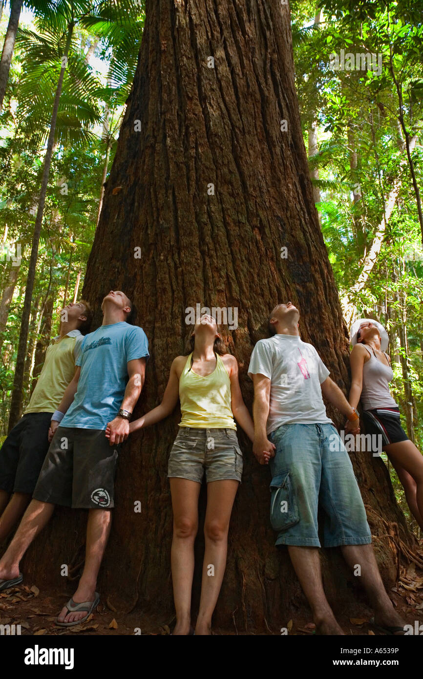 Besucher-Ring ein Baumriese Satinay-The Satinays of Fraser Island waren einst sehr geschätzt Holz Stockfoto