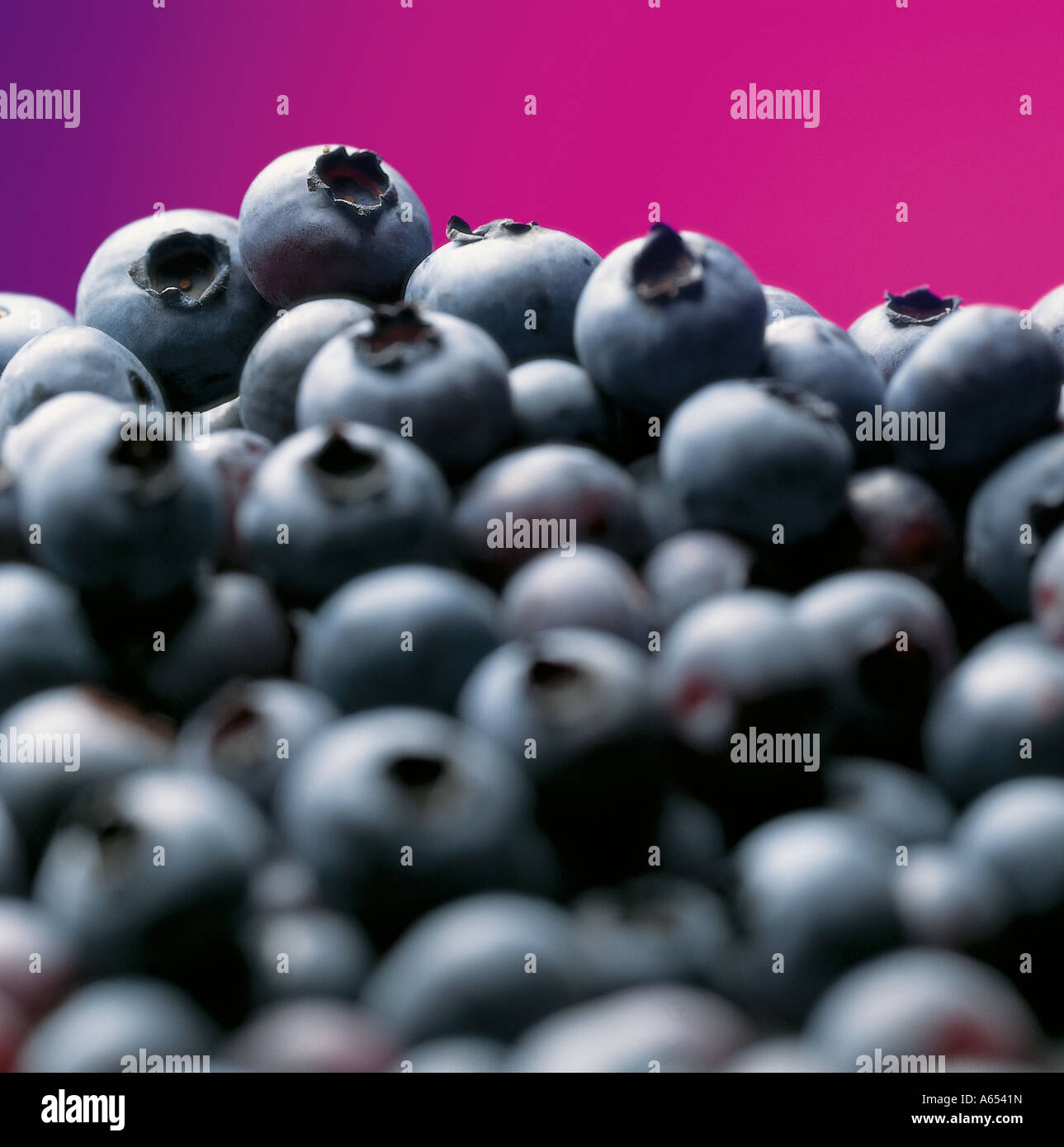 Heidelbeeren schließen oben mit einem purpur Magenta Hintergrund Stockfoto