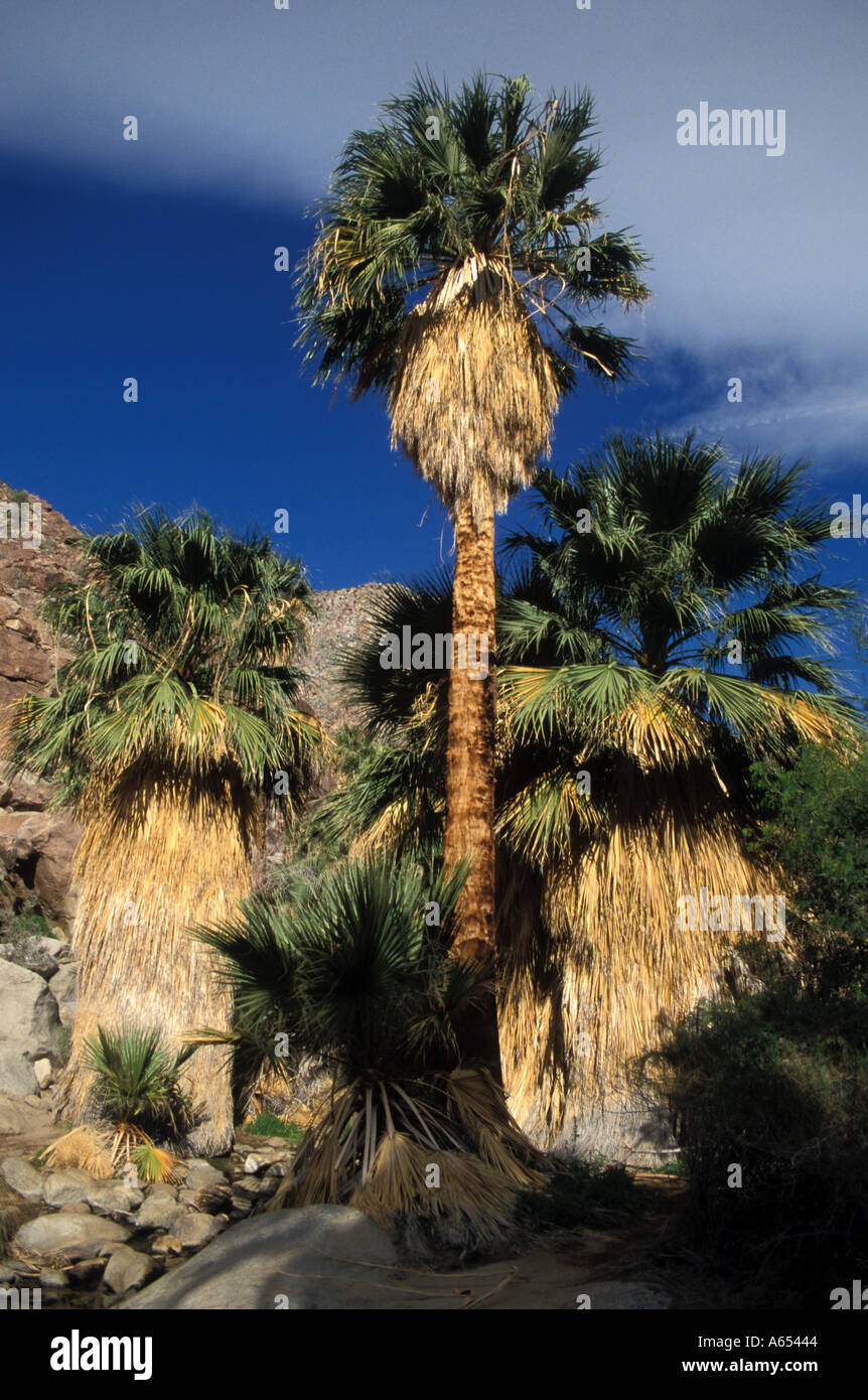 Kalifornien Anza Borrego Desert State Park Borrego Palm Canyon Nature Trail California Fan Palm oasis Stockfoto