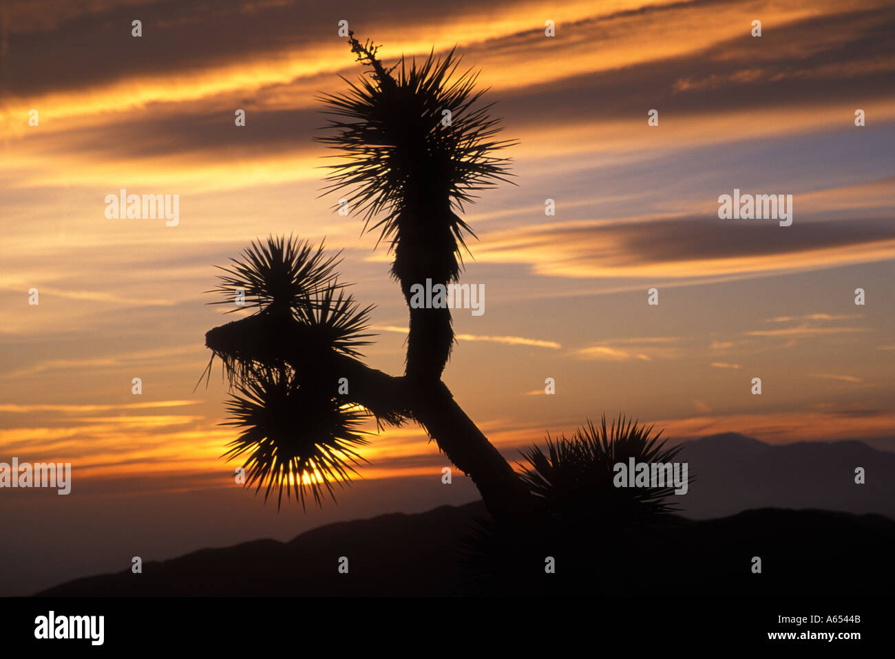 Kalifornien Anza Borrego Desert State Park Keys View Sonnenuntergang Silhouette des Joshua Tree Stockfoto