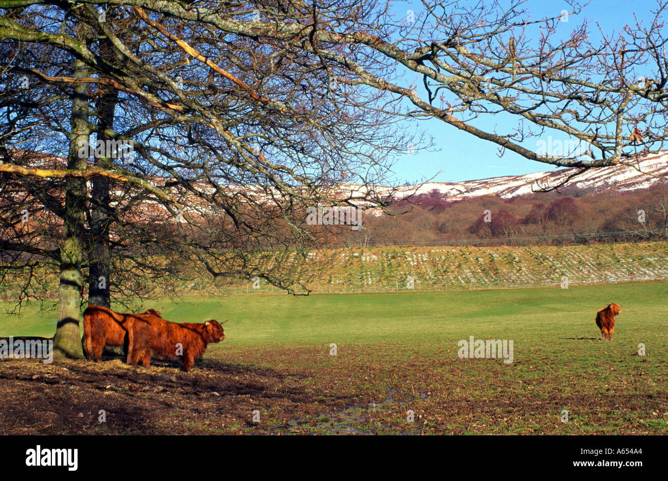 Hochlandrinder-Schottland Stockfoto