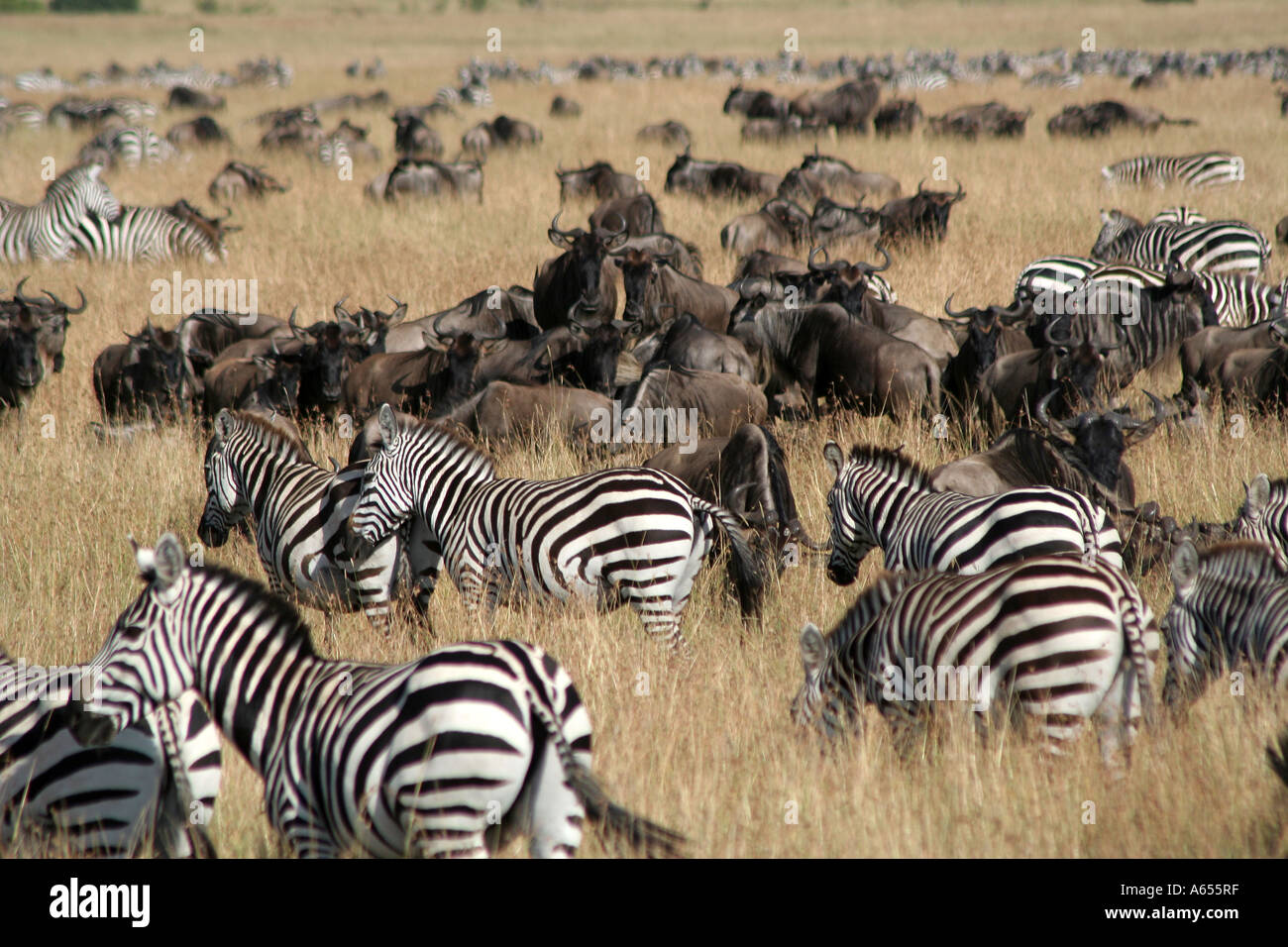 Gnus und Zebras Herde auf die Masai Mara, Kenia Stockfoto