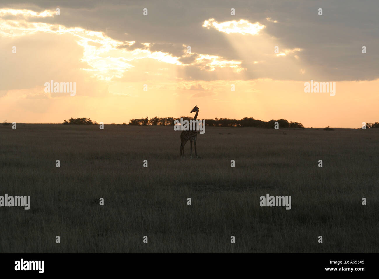 Kenia, Giraffe, afrikanischen MASAI oder KILIMANJARO, Masai Mara bei Sonnenuntergang Stockfoto