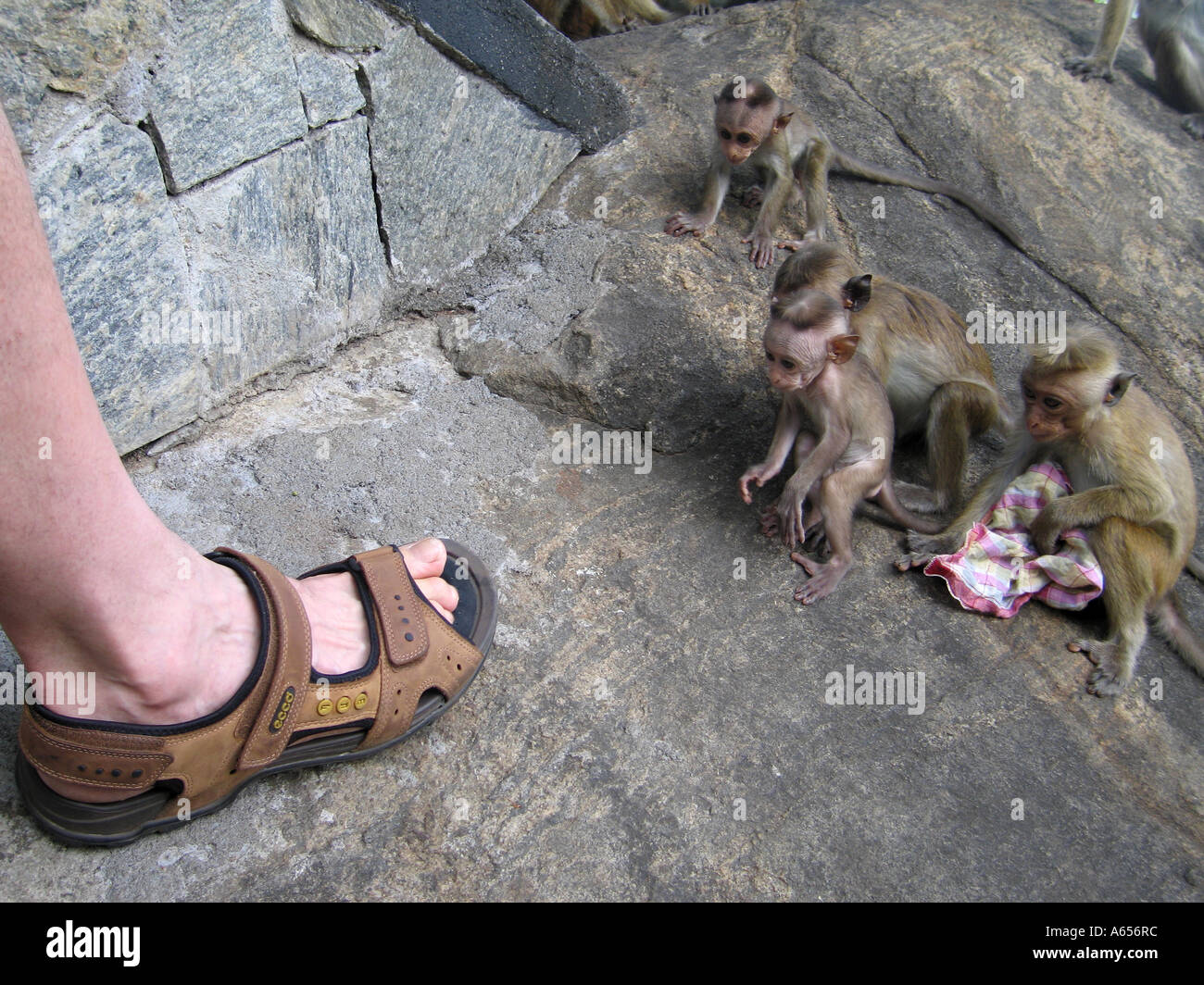 Sri Lanka Temple Monkey in Dambulla Höhle, Toque Affen, Makaken Affenbaby unter Berücksichtigung eines Angriffs auf den Zehen Stockfoto